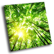 Green forest tree for sale  STRABANE