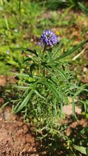 Semi gilia capitata usato  Brescia