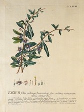 Georg ehret c.1750 for sale  North Scituate