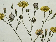 Antique botanical print d'occasion  Expédié en Belgium