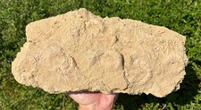 Huge fossil sea for sale  Coppell
