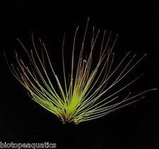 Tillandsia juncifolia live for sale  DRONFIELD