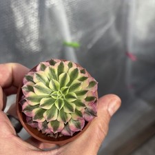 Aeonium zhurong width for sale Aeonium zhurong width for sale  ROCHFORD