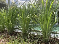 Lemongrass stalks fully for sale  Naples