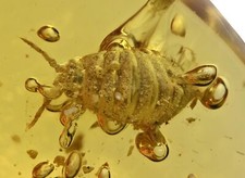 amber fossils for sale amber fossils for sale De Pere