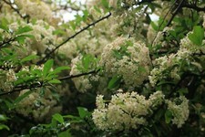 New pyracantha firethorn for sale  BRIGHTON