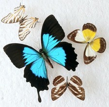 Butterfly collection set for sale  SLEAFORD