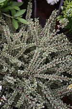 Cotoneaster horizontalis varie for sale  Livingston