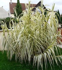 Arundo donax variegatus d'occasion  Krautergersheim