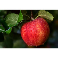 Cold hardy autumn for sale  Denver