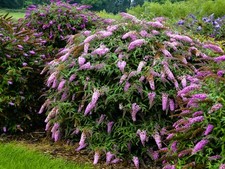 Live pink cascade for sale  USA