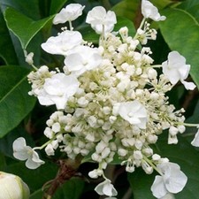 Hydrangea seemannii litre for sale  BOURNE