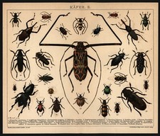 Lithographie 1896 käfer gebraucht kaufen  Burgdorf