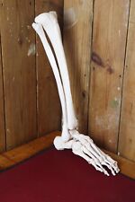 Vintage anatomical part for sale  BATH