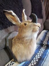 Iowa jackalope conv. for sale  Battle Creek