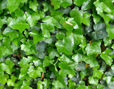 Hedera helix edera usato  Torino