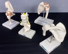 Four medical models for sale  NORWICH