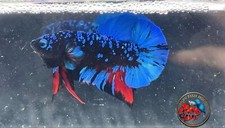 Premium betta fish for sale  East Lansing