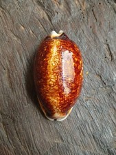 Cypraea eglantina niger d'occasion Cypraea eglantina niger d'occasion  Villefranche-sur-Mer