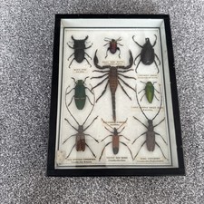 Insect box scorpion for sale  RUGBY