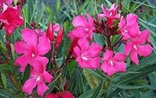 Oleander calypso extra for sale  USA