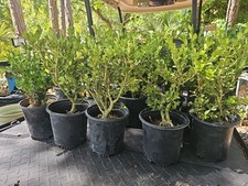 Japanese boxwood bonsai for sale  Englewood