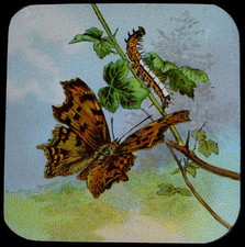Comma butterfly c1905 for sale  HAYLE