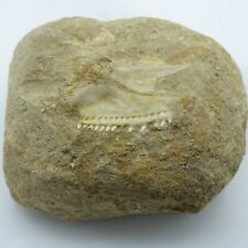 Extinct cretaceous fossil for sale  CIRENCESTER