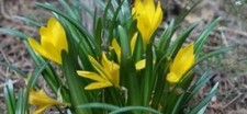 Bulbi sternbergia lutea usato  Jesi