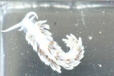 Berghia nudibranch pack for sale  LOUTH