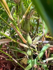 Buddha belly green for sale  Apopka