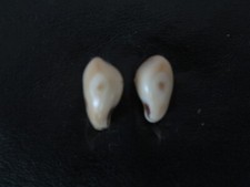 Elk teeth ivory for sale  Loveland