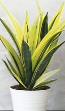 Bogenhanf sansevieria golden gebraucht kaufen  Halle