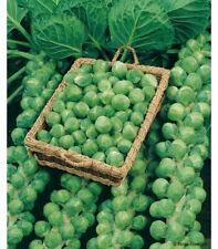 Lot graines chou d'occasion  Chazelles