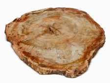 Original petrified wood for sale  Pasadena