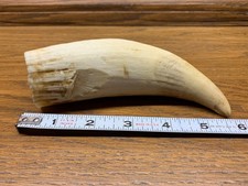 whale scrimshaw for sale whale scrimshaw for sale Rockford