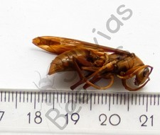 *** BEETLES, (243556) , Hymenoptera ssp., México **** comprar usado  Enviando para Brazil