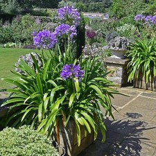 purple agapanthus for sale purple agapanthus for sale Dover