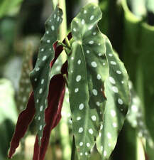 Begonia maculata wightii usato  Napoli