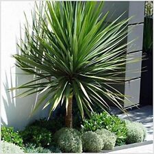 Cordyline 3lt pot for sale  NORTHWICH