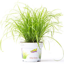 Cyperus zumula cat for sale  UK