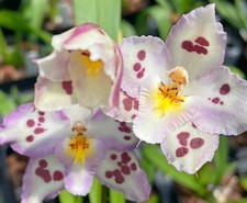 Oncidium opalescent edge for sale  Fleming Island