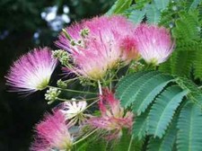Silk mimosa tree for sale  Hamlet