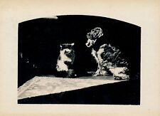 Cat and dog d'occasion  Expédié en Belgium