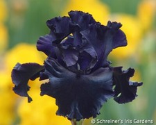 Iris black mirror usato  Bologna