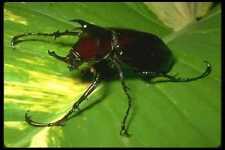 035144 atlas beetle for sale  UK