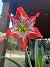 Organic red star for sale  Caryville