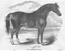 Clydesdale horse antique for sale  GLASGOW