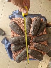Nest oviraptor dinosaur usato  Domodossola