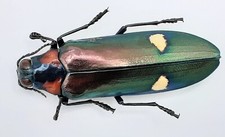 Buprestidae megaloxantha mouho gebraucht kaufen  Wadern